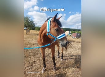 Caballo alemán Mestizo, Caballo castrado, 15 años, 140 cm