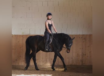 Caballo alemán, Caballo castrado, 15 años, 165 cm, Negro