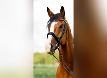 Caballo alemán, Caballo castrado, 15 años, 167 cm, Castaño