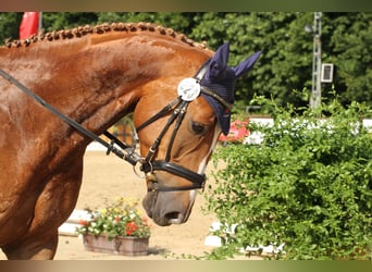 Caballo alemán, Caballo castrado, 15 años, 174 cm, Alazán