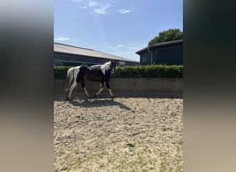 Caballo alemán Mestizo, Caballo castrado, 15 años, 174 cm, Pío
