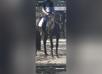 Caballo alemán, Caballo castrado, 15 años, 175 cm, Castaño oscuro