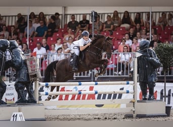 Caballo alemán, Caballo castrado, 16 años, 146 cm, Alazán-tostado