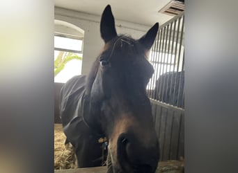 Caballo alemán, Caballo castrado, 16 años, 166 cm, Castaño oscuro