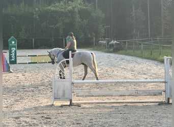 Caballo alemán, Caballo castrado, 16 años, 170 cm, Tordo