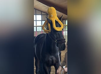Caballo alemán, Caballo castrado, 16 años, 172 cm, Negro
