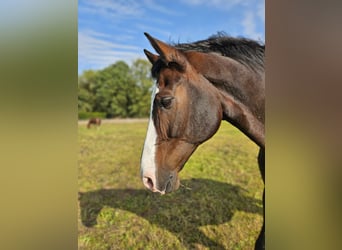 Caballo alemán, Caballo castrado, 16 años, 173 cm, Castaño