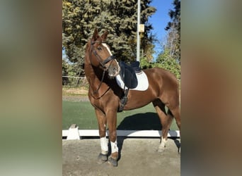 Caballo alemán, Caballo castrado, 16 años, 180 cm, Alazán