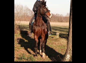Caballo alemán Mestizo, Caballo castrado, 17 años, 168 cm, Castaño oscuro