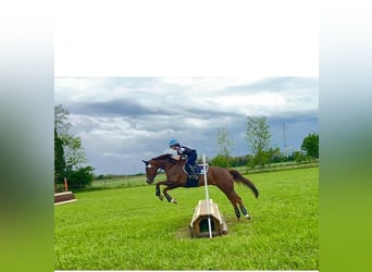 Caballo alemán, Caballo castrado, 17 años, 170 cm, Castaño oscuro