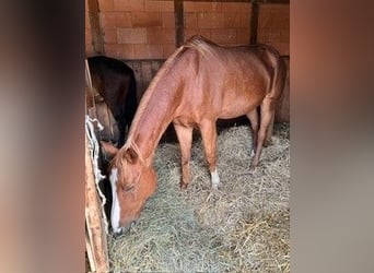 Caballo alemán, Caballo castrado, 17 años, 172 cm, Alazán