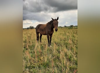 Caballo alemán, Caballo castrado, 17 años, 180 cm, Castaño oscuro