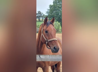 Caballo alemán, Caballo castrado, 19 años, 165 cm, Castaño