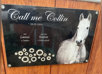 Caballo alemán, Caballo castrado, 21 años, 168 cm, Tordo
