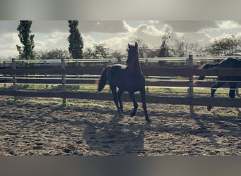 Caballo alemán, Caballo castrado, 2 años, 155 cm, Negro