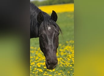 Caballo alemán, Caballo castrado, 2 años, 155 cm, Negro