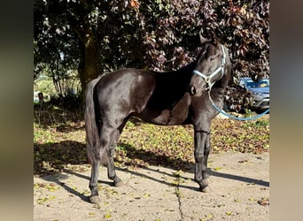Caballo alemán, Caballo castrado, 2 años, 155 cm, Negro