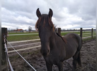 Caballo alemán, Caballo castrado, 2 años, 163 cm, Alazán-tostado