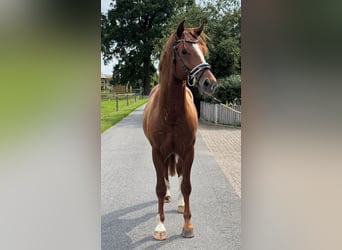 Caballo alemán, Caballo castrado, 2 años, 165 cm, Alazán