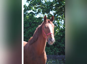 Caballo alemán, Caballo castrado, 2 años, Alazán