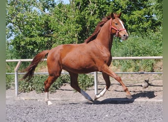 Caballo alemán, Caballo castrado, 2 años, Alazán