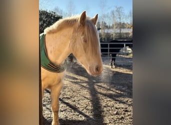 Caballo alemán, Caballo castrado, 3 años, 145 cm, Cremello