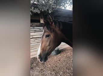 Caballo alemán, Caballo castrado, 3 años, 150 cm, Castaño oscuro