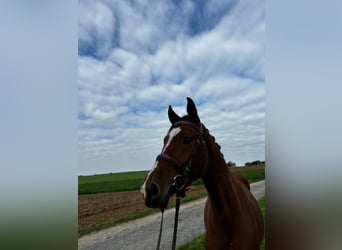 Caballo alemán, Caballo castrado, 3 años, 160 cm, Castaño