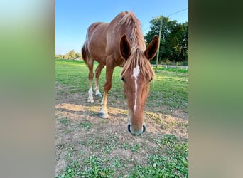 Caballo alemán, Caballo castrado, 3 años, 163 cm, Alazán