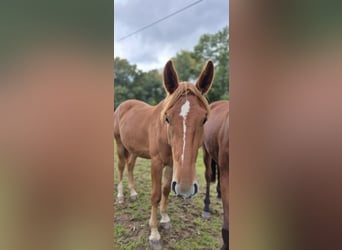 Caballo alemán, Caballo castrado, 3 años, 163 cm, Alazán