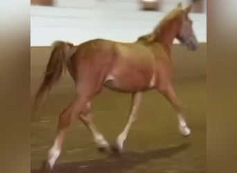 Caballo alemán, Caballo castrado, 3 años, 163 cm, Alazán