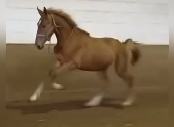 Caballo alemán, Caballo castrado, 3 años, 163 cm, Alazán