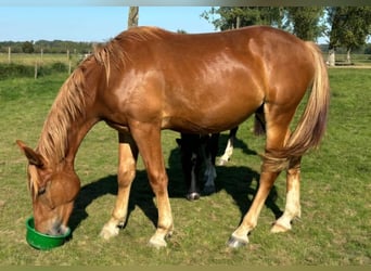 Caballo alemán, Caballo castrado, 3 años, 163 cm, Alazán