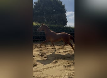 Caballo alemán, Caballo castrado, 3 años, 164 cm, Alazán-tostado