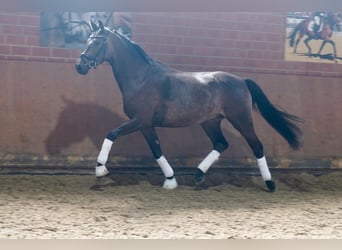 Caballo alemán, Caballo castrado, 3 años, 164 cm, Morcillo