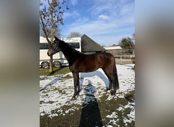 Caballo alemán, Caballo castrado, 3 años, 165 cm