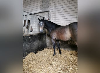 Caballo alemán, Caballo castrado, 3 años, 165 cm, Musgo