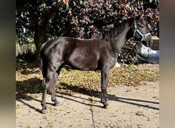 Caballo alemán, Caballo castrado, 3 años, 165 cm, Negro