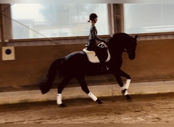 Caballo alemán, Caballo castrado, 3 años, 165 cm, Negro