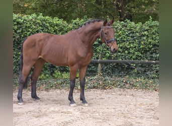 Caballo alemán, Caballo castrado, 3 años, 166 cm, Castaño