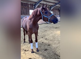 Caballo alemán, Caballo castrado, 3 años, 167 cm, Alazán