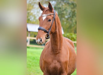 Caballo alemán, Caballo castrado, 3 años, 168 cm, Alazán
