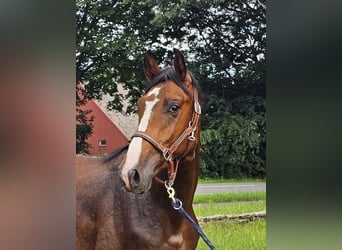Caballo alemán, Caballo castrado, 3 años, 168 cm, Castaño oscuro