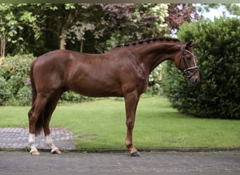 Caballo alemán, Caballo castrado, 3 años, 169 cm, Alazán-tostado