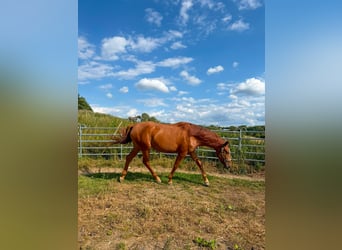 Caballo alemán, Caballo castrado, 3 años, 170 cm, Alazán