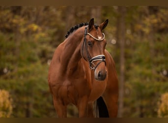 Caballo alemán, Caballo castrado, 3 años, 170 cm, Castaño