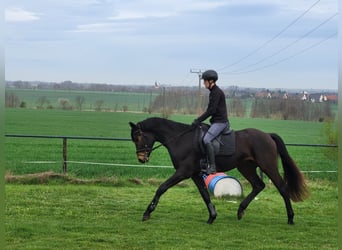 Caballo alemán, Caballo castrado, 3 años, 170 cm, Castaño oscuro