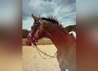 Caballo alemán, Caballo castrado, 3 años, 172 cm, Alazán-tostado