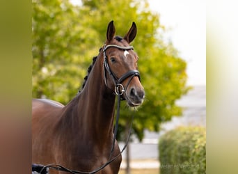Caballo alemán, Caballo castrado, 3 años, 172 cm, Castaño oscuro