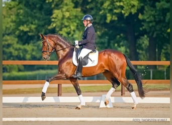 Caballo alemán, Caballo castrado, 3 años, 172 cm, Castaño oscuro